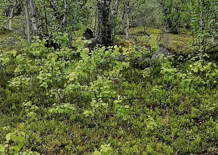 Huoneisto Rustic Old Lakeside At Sevettijärvi